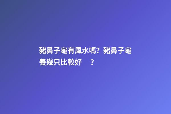 豬鼻子龜有風水嗎？豬鼻子龜養幾只比較好？